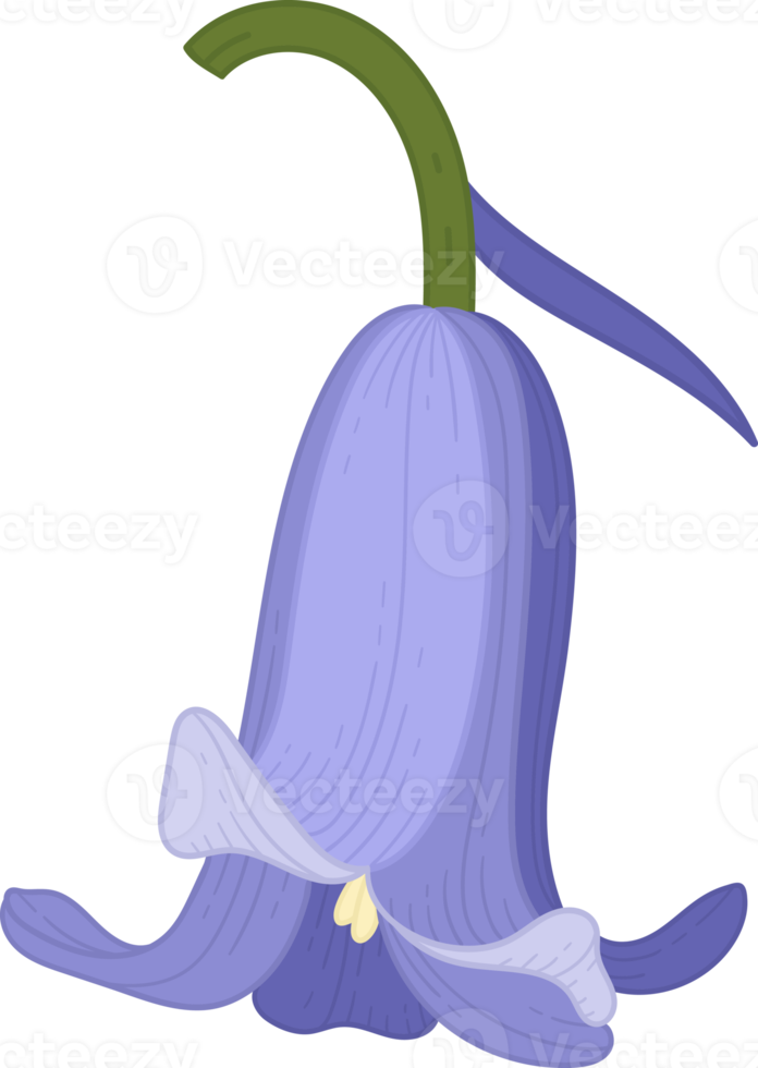 bluebell flower hand drawn illustration. png
