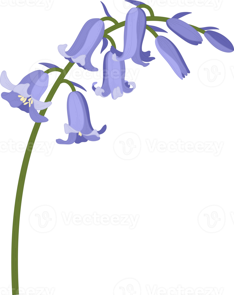 ilustração de mão desenhada flor campainha. png