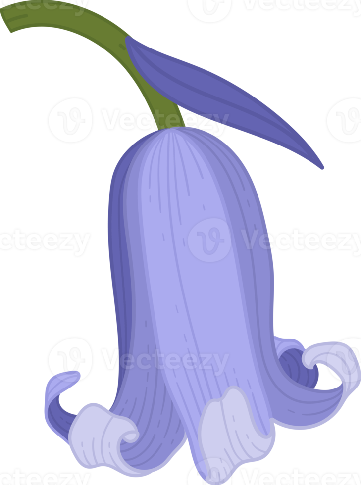 bluebell flower hand drawn illustration. png