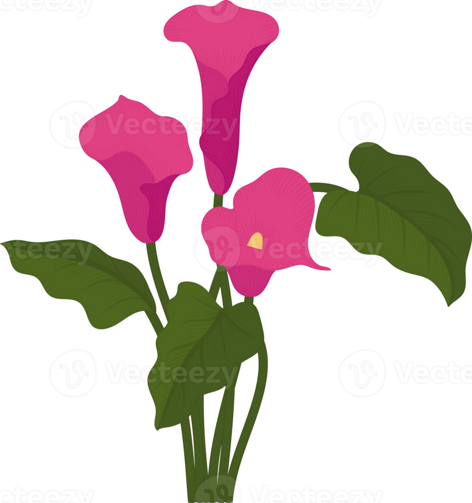 Pink calla lily flower hand drawn illustration. png