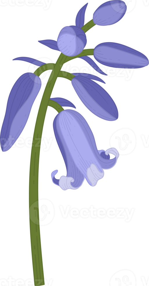 bluebell flower hand drawn illustration. png