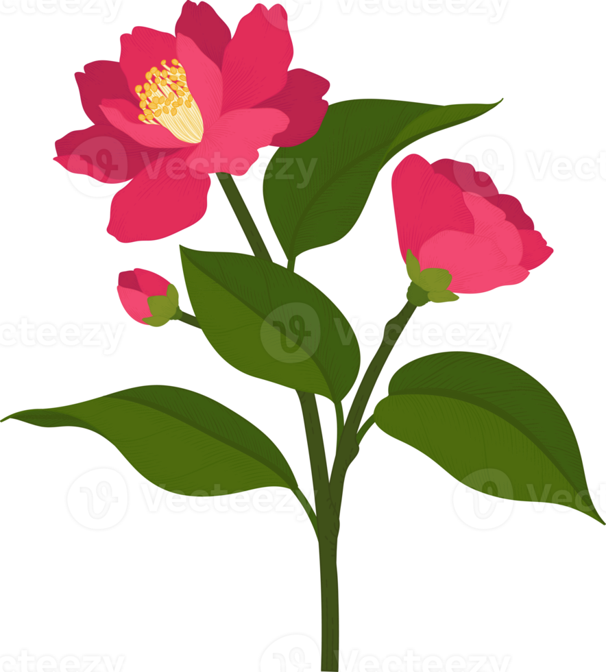 rosa kamelienblume handgezeichnete illustration. png