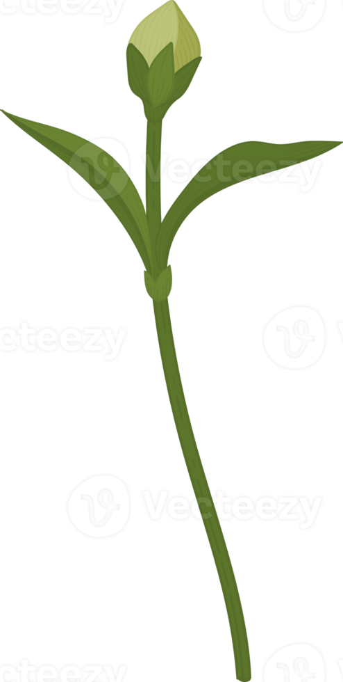 röd nejlika blomma handritad illustration. png