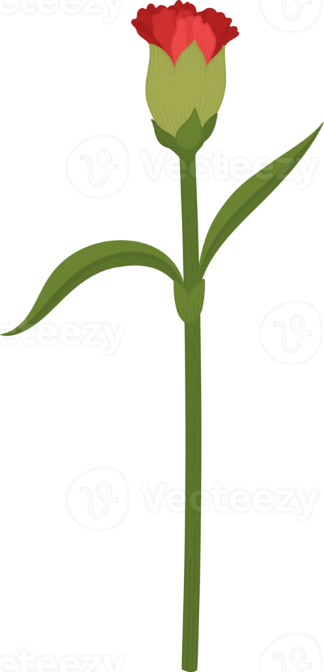 red carnation flower hand drawn illustration. png