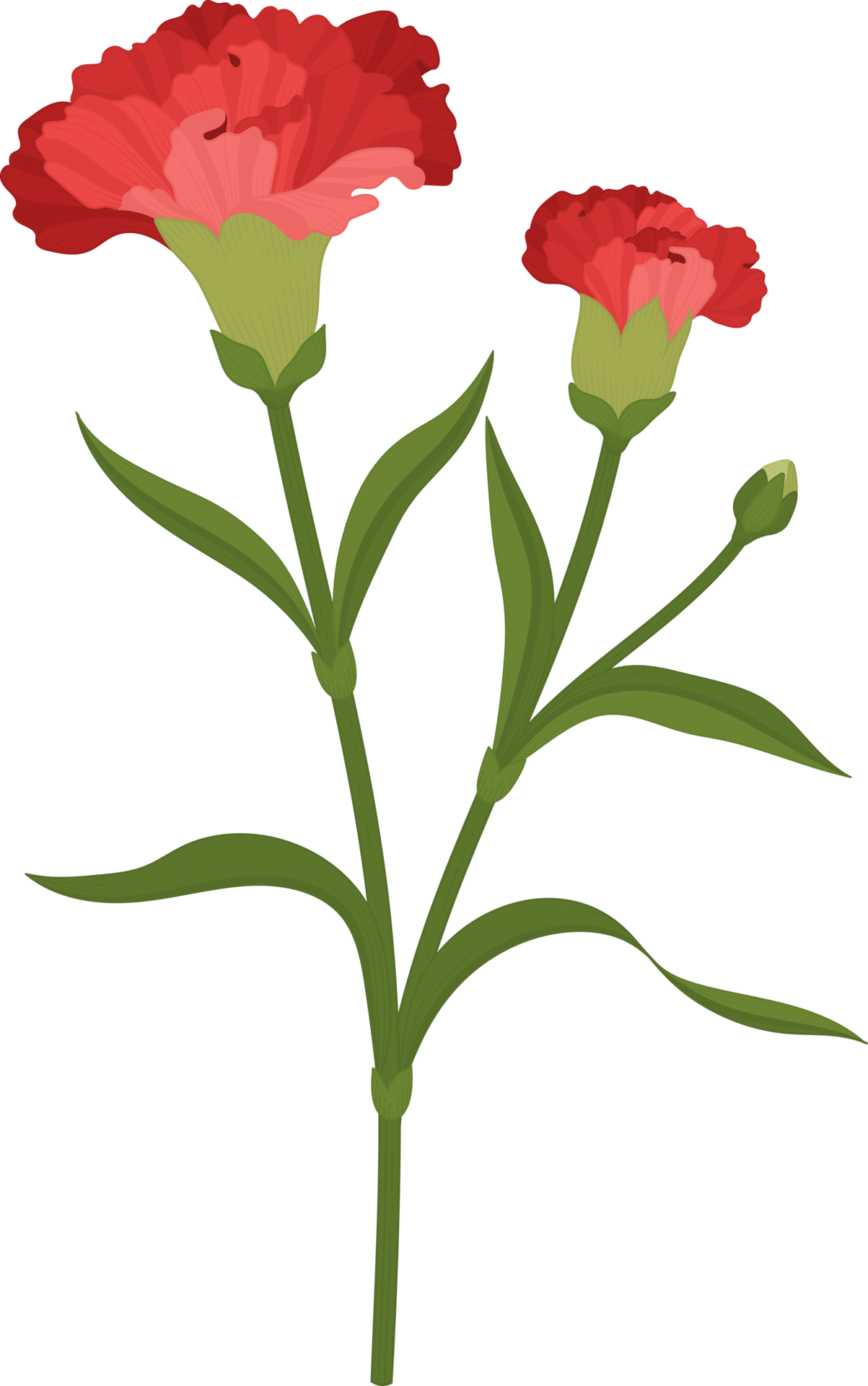 red carnation flower hand drawn illustration. 9842566 PNG