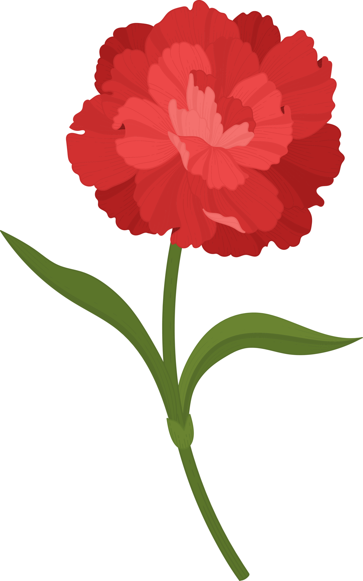 red carnation flower hand drawn illustration. 9842567 PNG