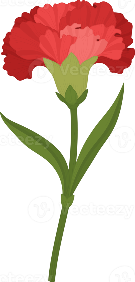 röd nejlika blomma handritad illustration. png