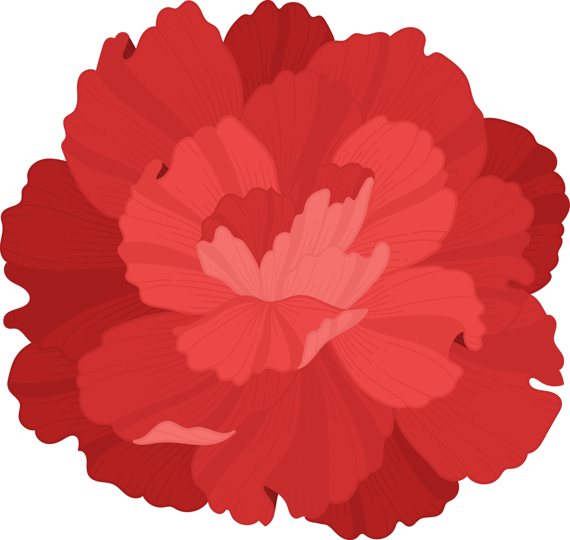 red carnation flower hand drawn illustration. 9842571 PNG