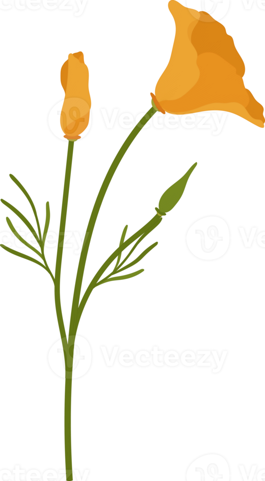 orange Kalifornien vallmo blomma handritad illustration. png