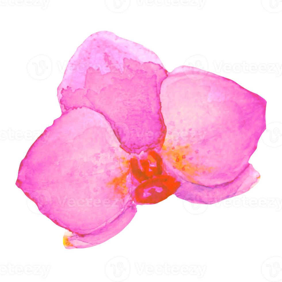 pink orchid flower png