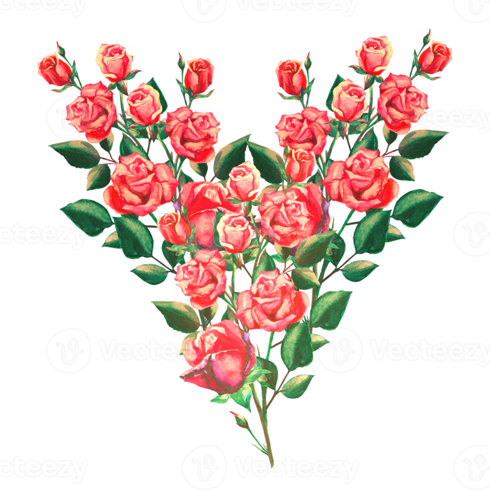 rose bush illustration png