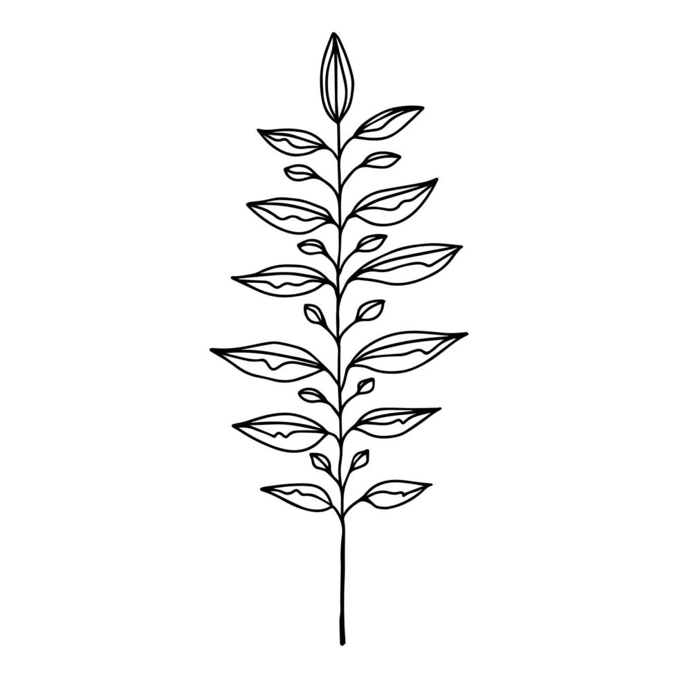 Hand drawn Stem with Leaves, Twig and Grass in doodle style. Tree Art Design. Isolated black on white elements for design vector