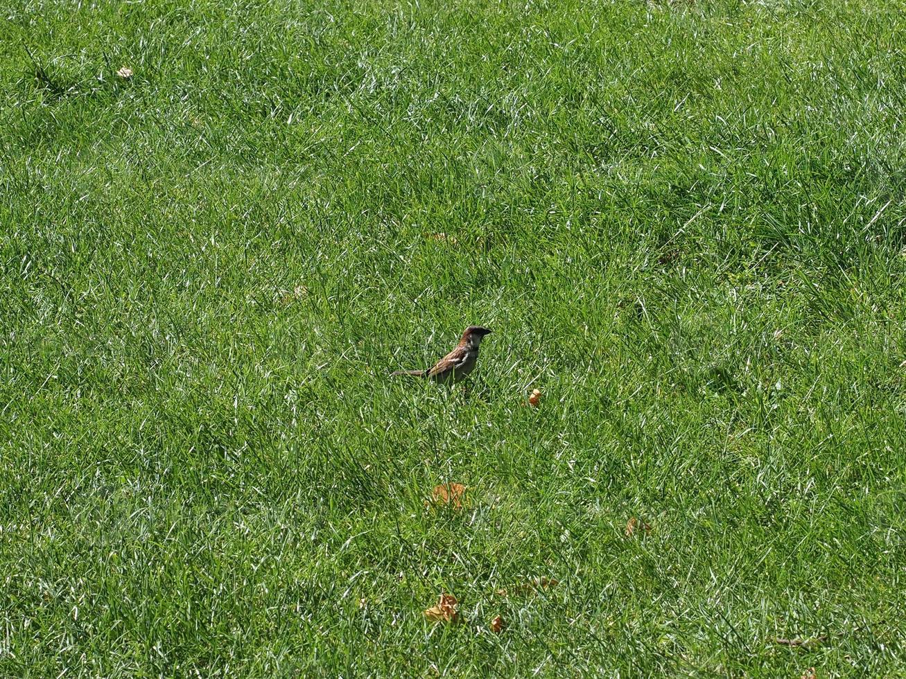 common blackbird scient. name Turdus merula bird animal photo