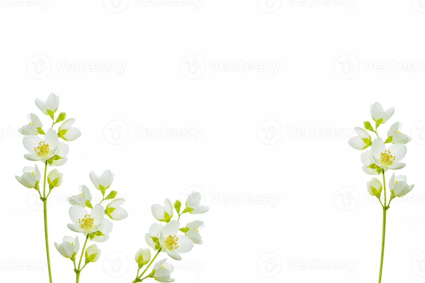 branch of jasmine flowers isolated on white background. photo