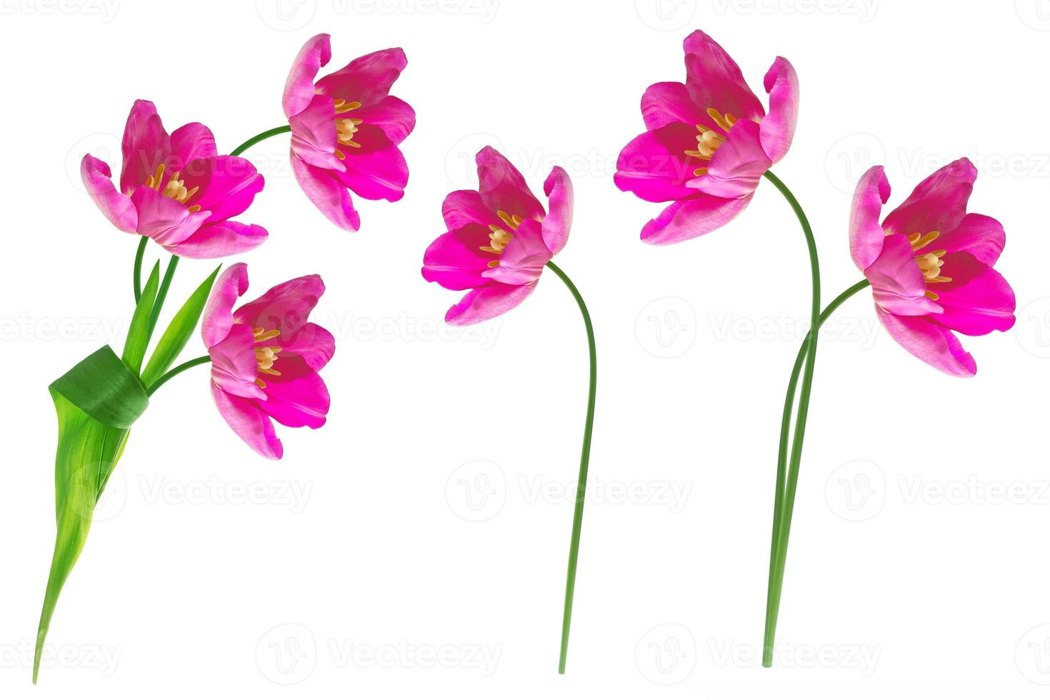 spring flowers tulips photo