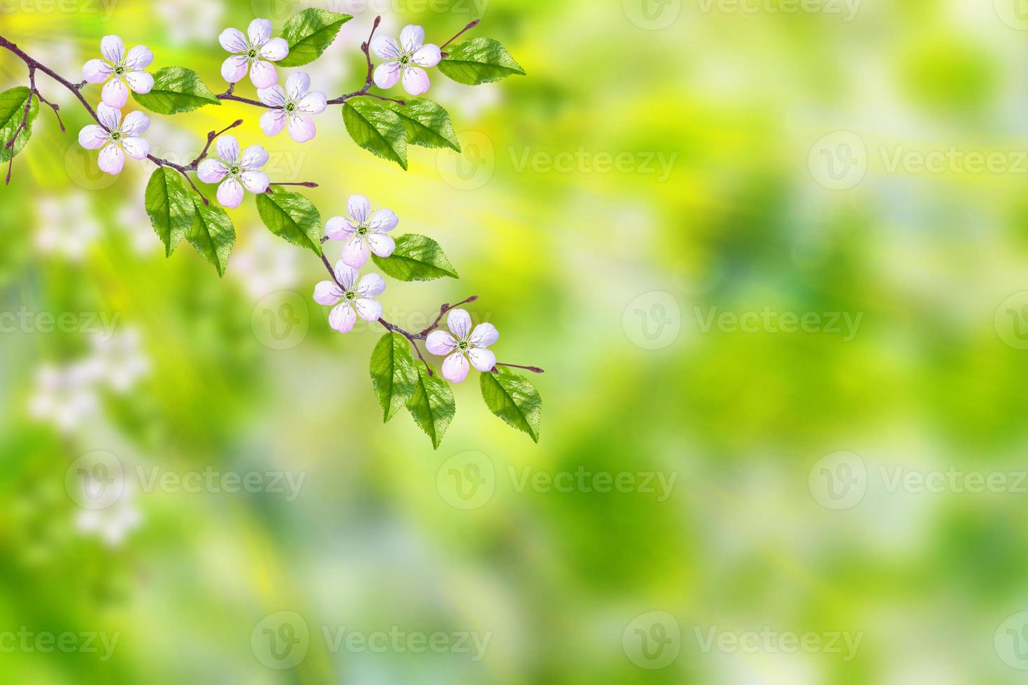 Bright colorful spring flowers photo