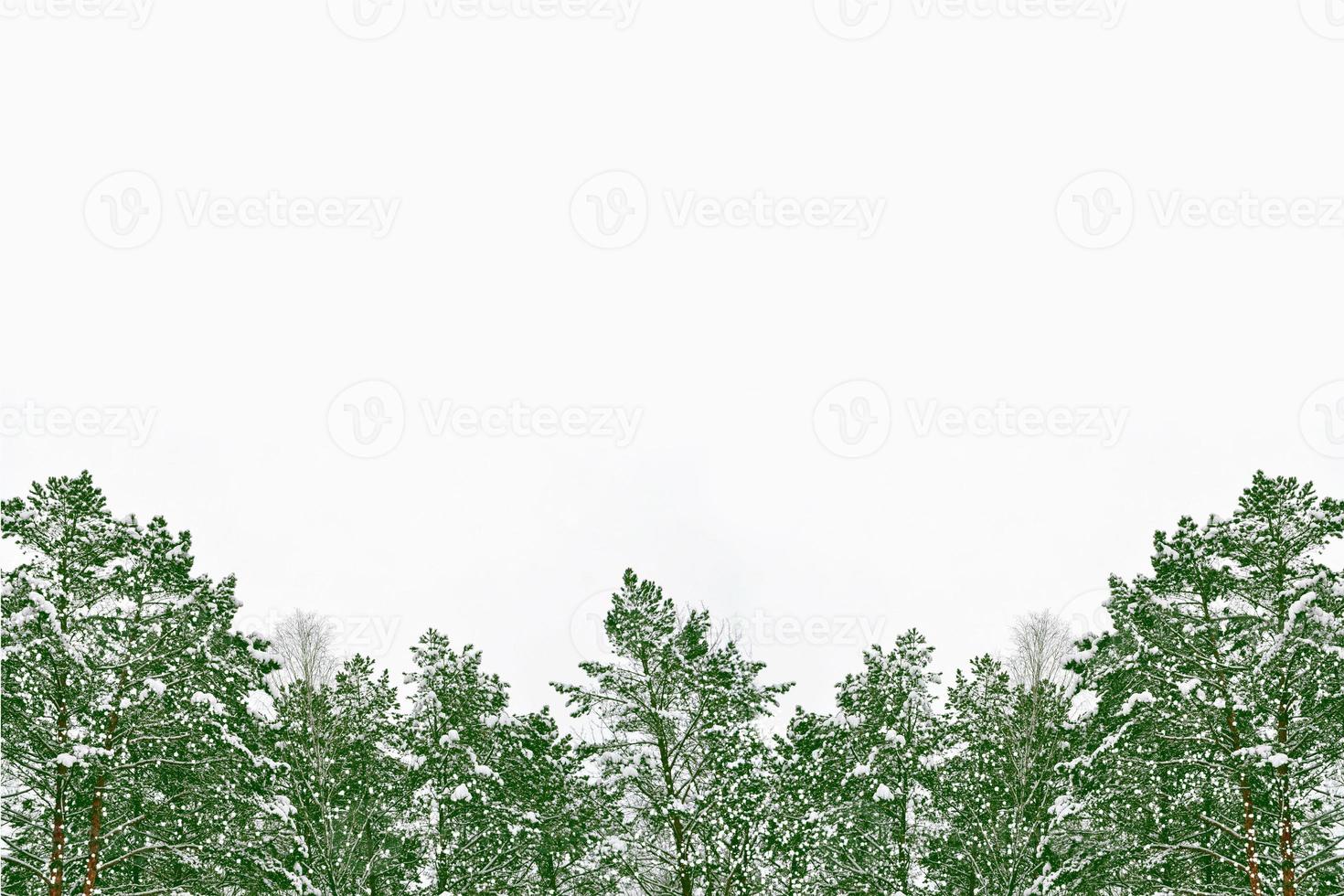 forest in the frost. Winter landscape. Snow covered trees. photo