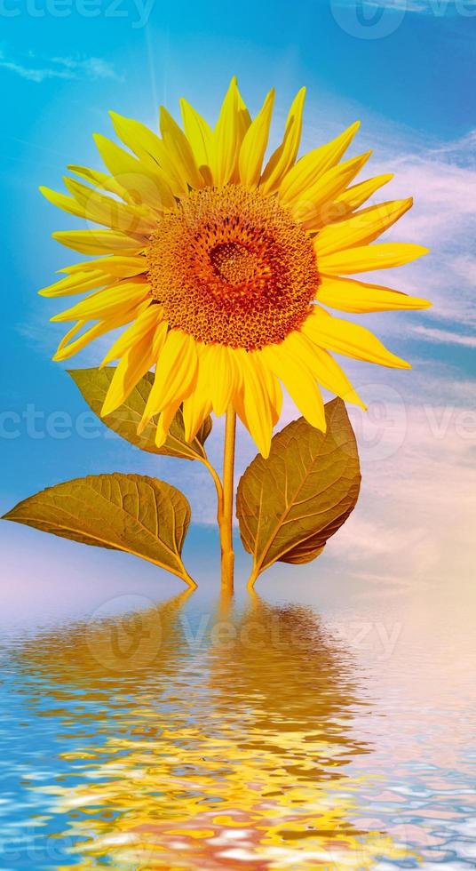 Beautiful sunflower field in summer photo