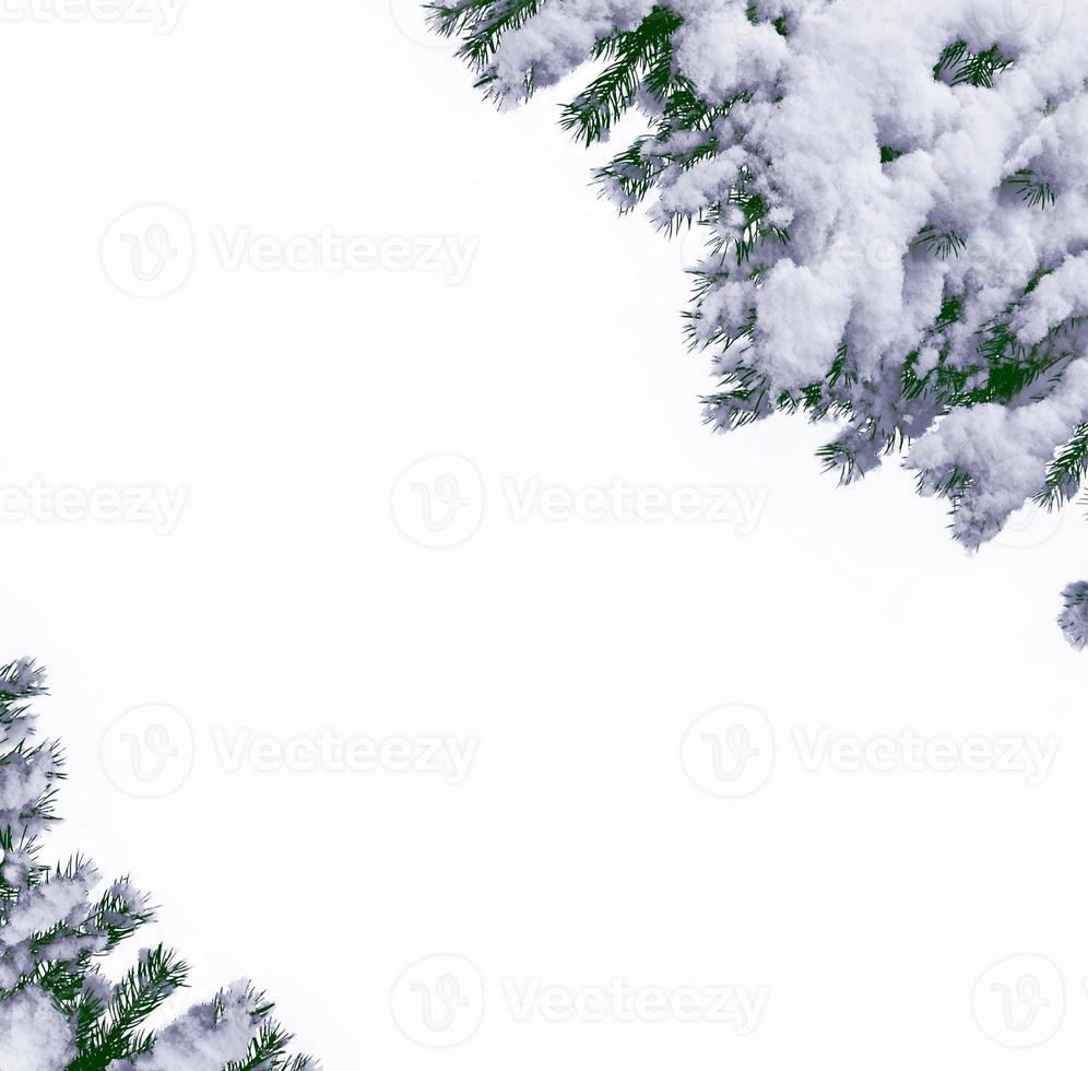 forest in the frost. Winter landscape. Snow covered trees. photo