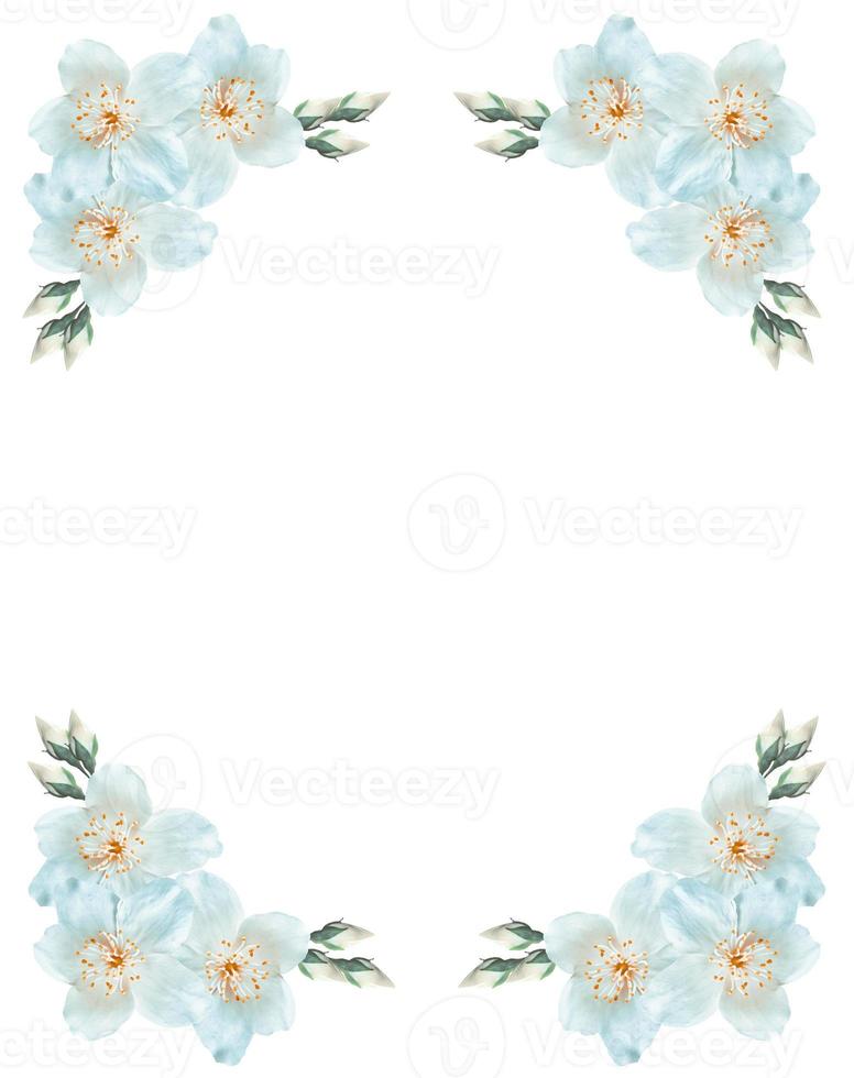 branch of jasmine flowers isolated on white background. photo