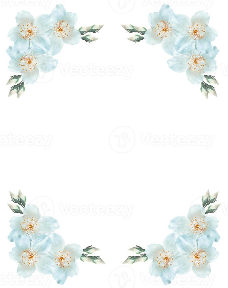 branch of jasmine flowers isolated on white background. photo