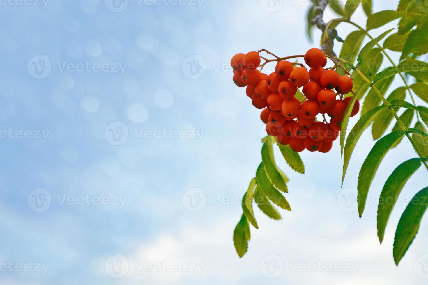 autumn landscape with bright colorful leaves. photo