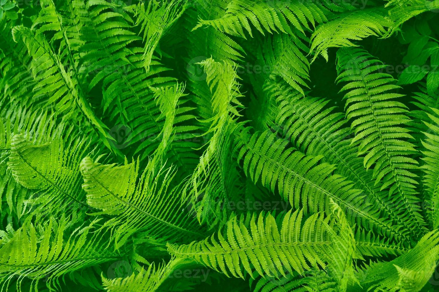 Green leaves of the fern against the background of the summer landscape. photo