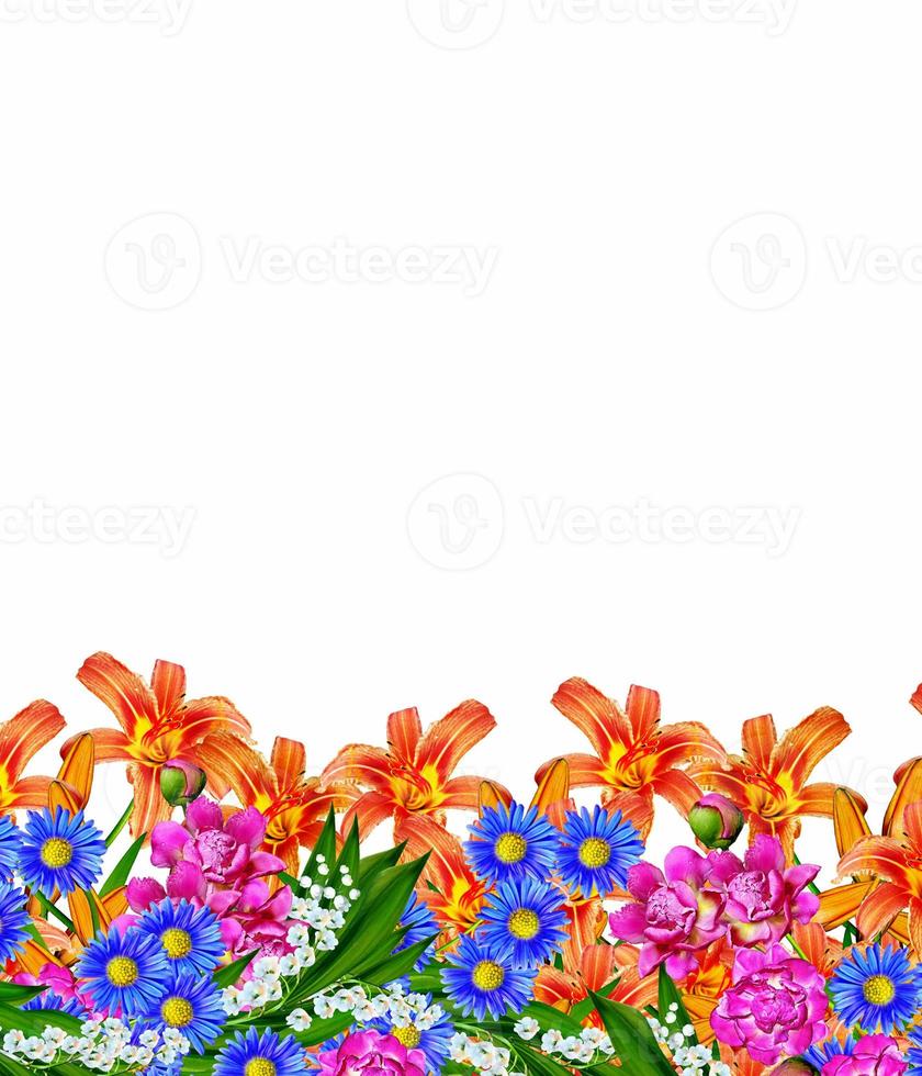 lily flowers isolated on white background photo