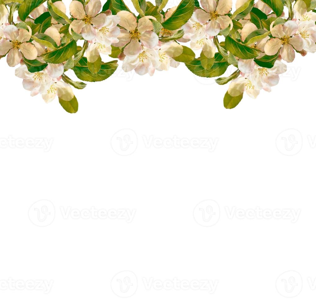 Flowering branch of apple isolated on a white background. Spring Flower. photo