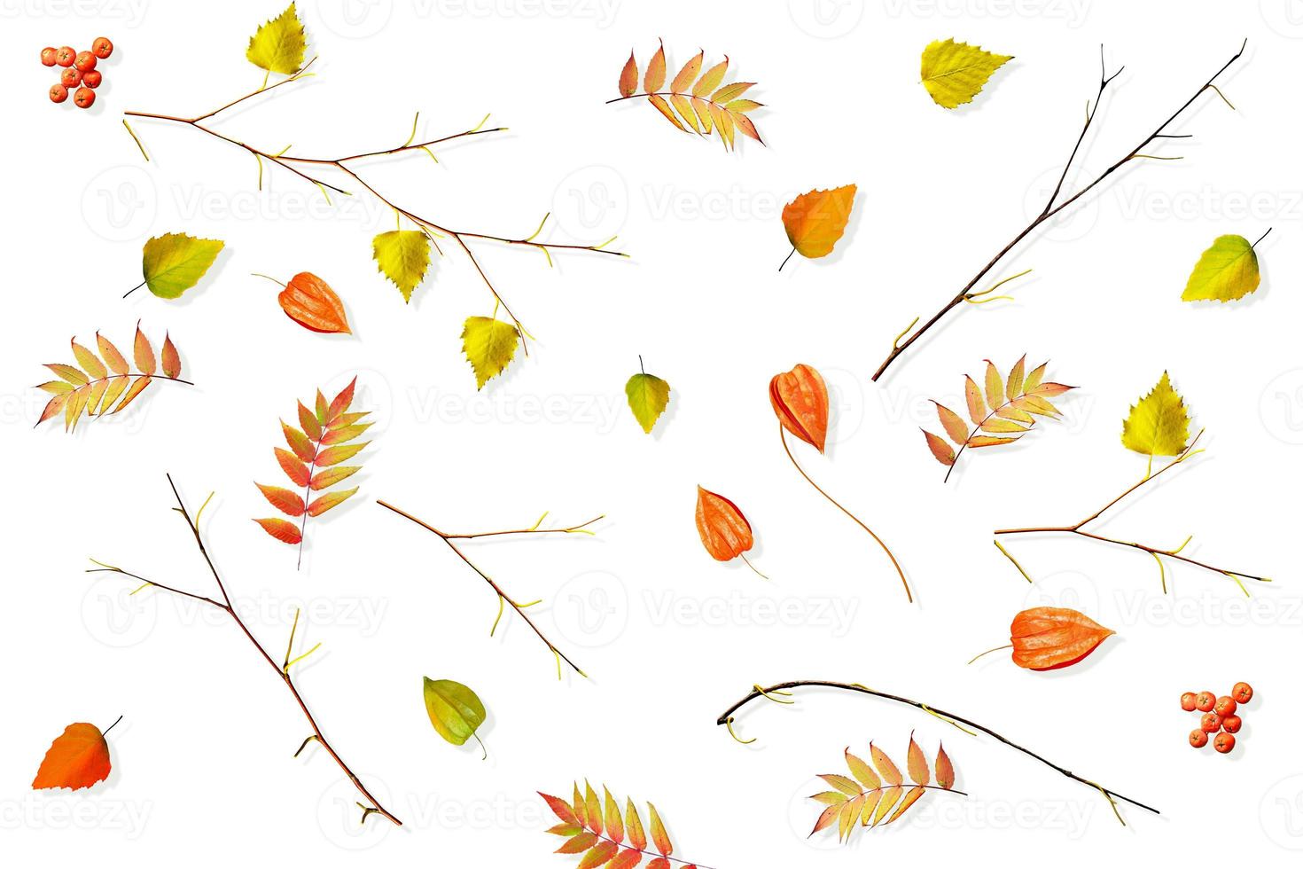 autumn leaves isolated on white background. photo