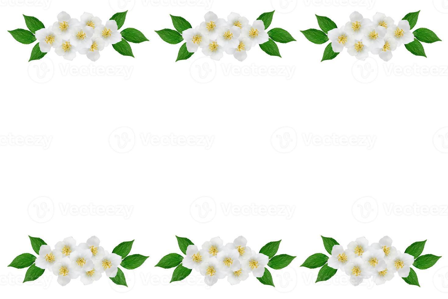 branch of jasmine flowers isolated on white background. spring photo