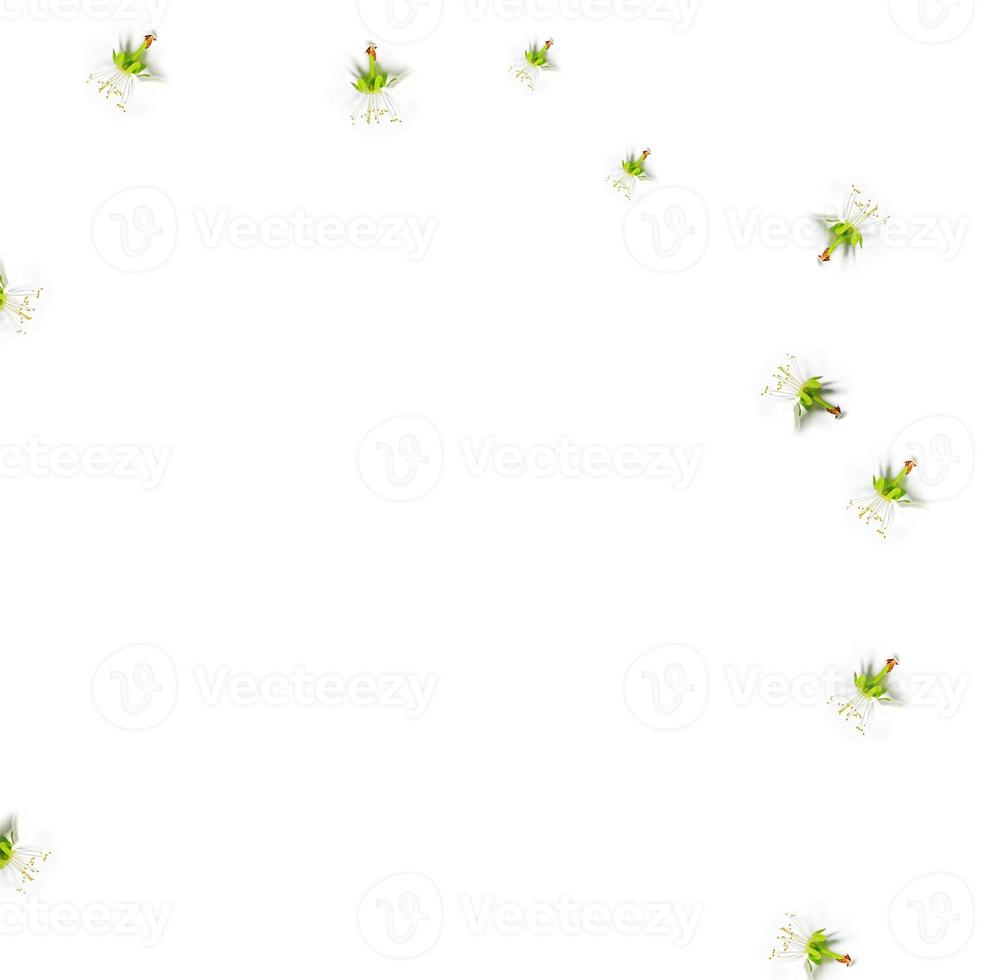 Flowering branch of apple isolated on a white background. Top view, flat lay, photo