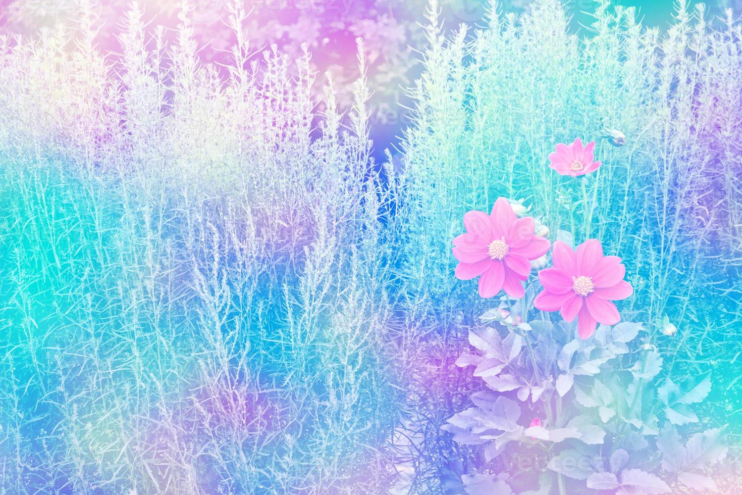Colorful  flowers dahlia on the background of the summer landscape photo