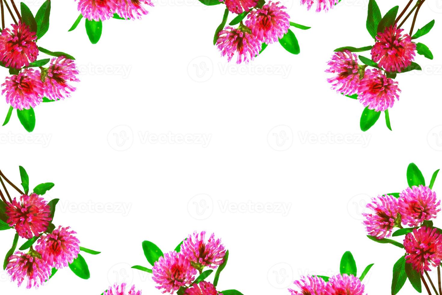 Wild red clover. Trifolium pratense photo