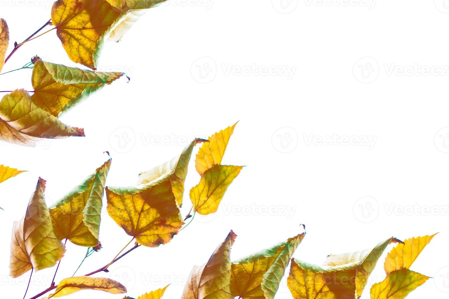 Bright colorful autumn leaves photo