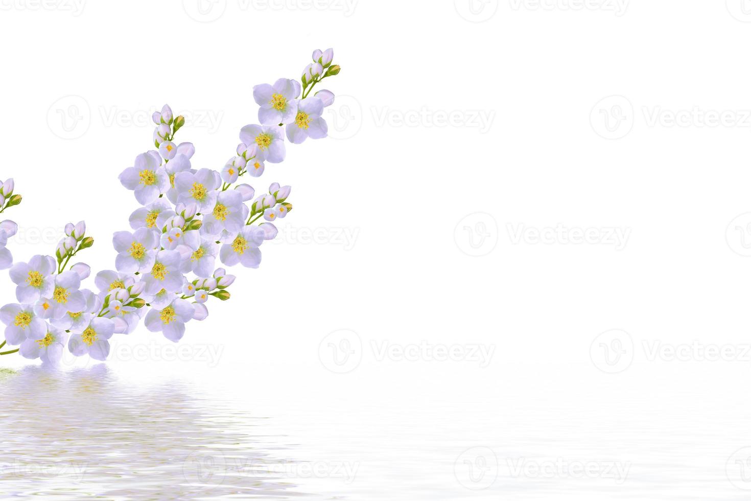 branch of jasmine flowers isolated on white background. photo