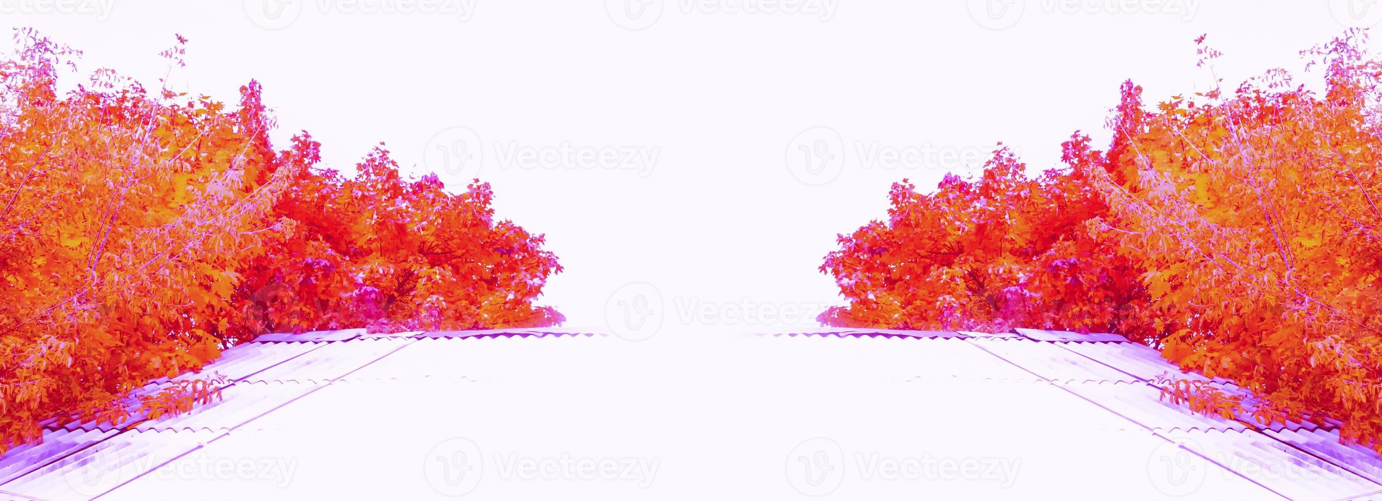 Bright colorful autumn leaves photo