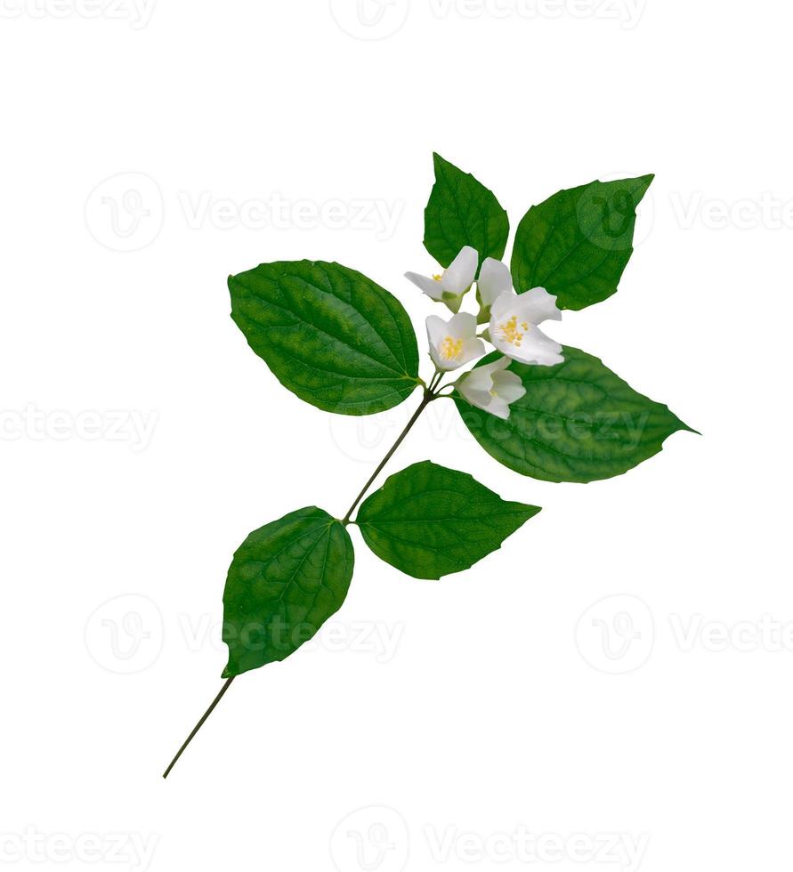 branch of jasmine flowers photo