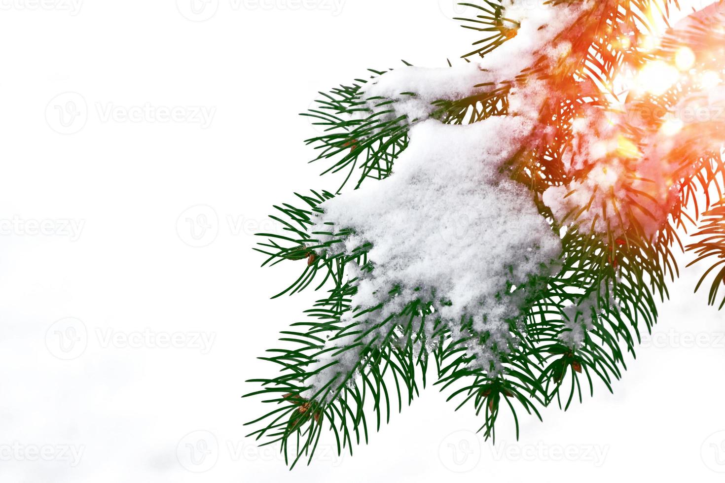 árboles cubiertos de nieve. rama de abeto aislado sobre fondo blanco. foto