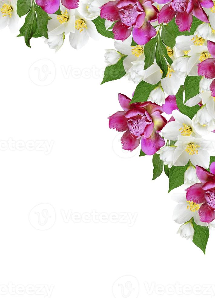 branch of jasmine flowers isolated on white background photo