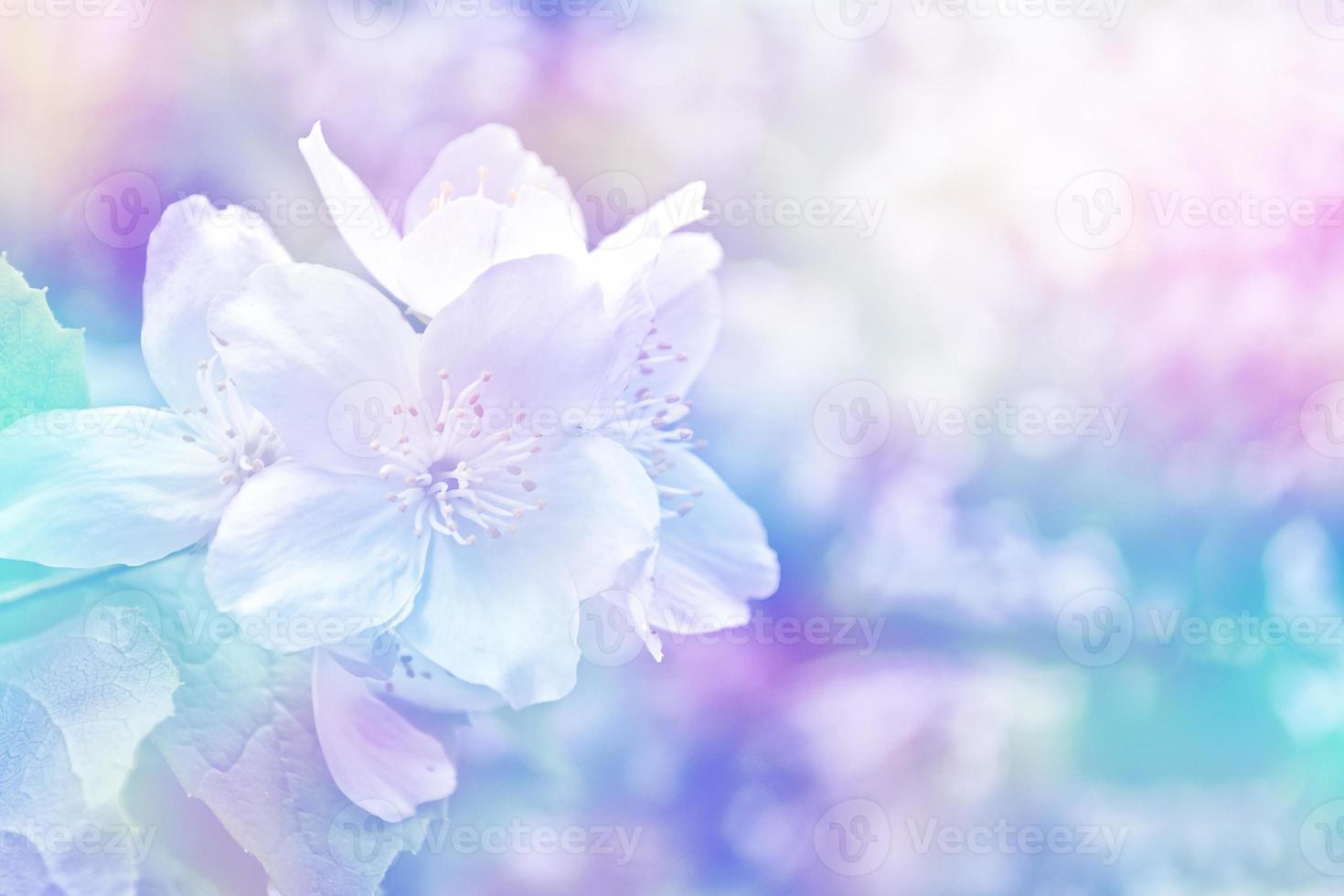 White jasmine The branch delicate spring flowers photo