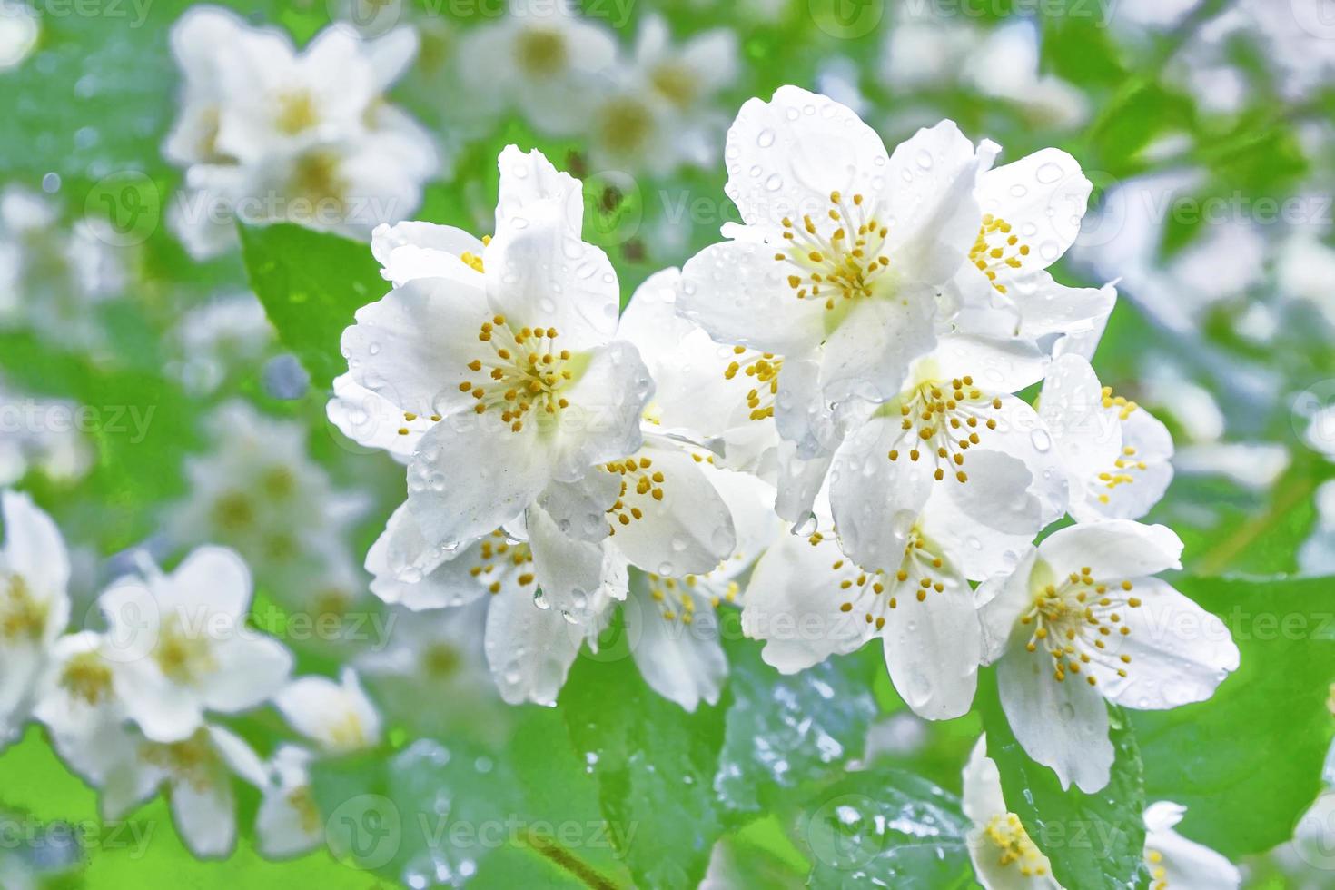 White jasmine The branch delicate spring flowers photo
