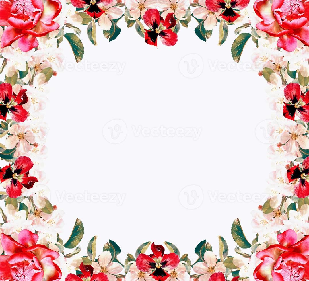 Flowering branch of apple isolated on a white background. Spring photo