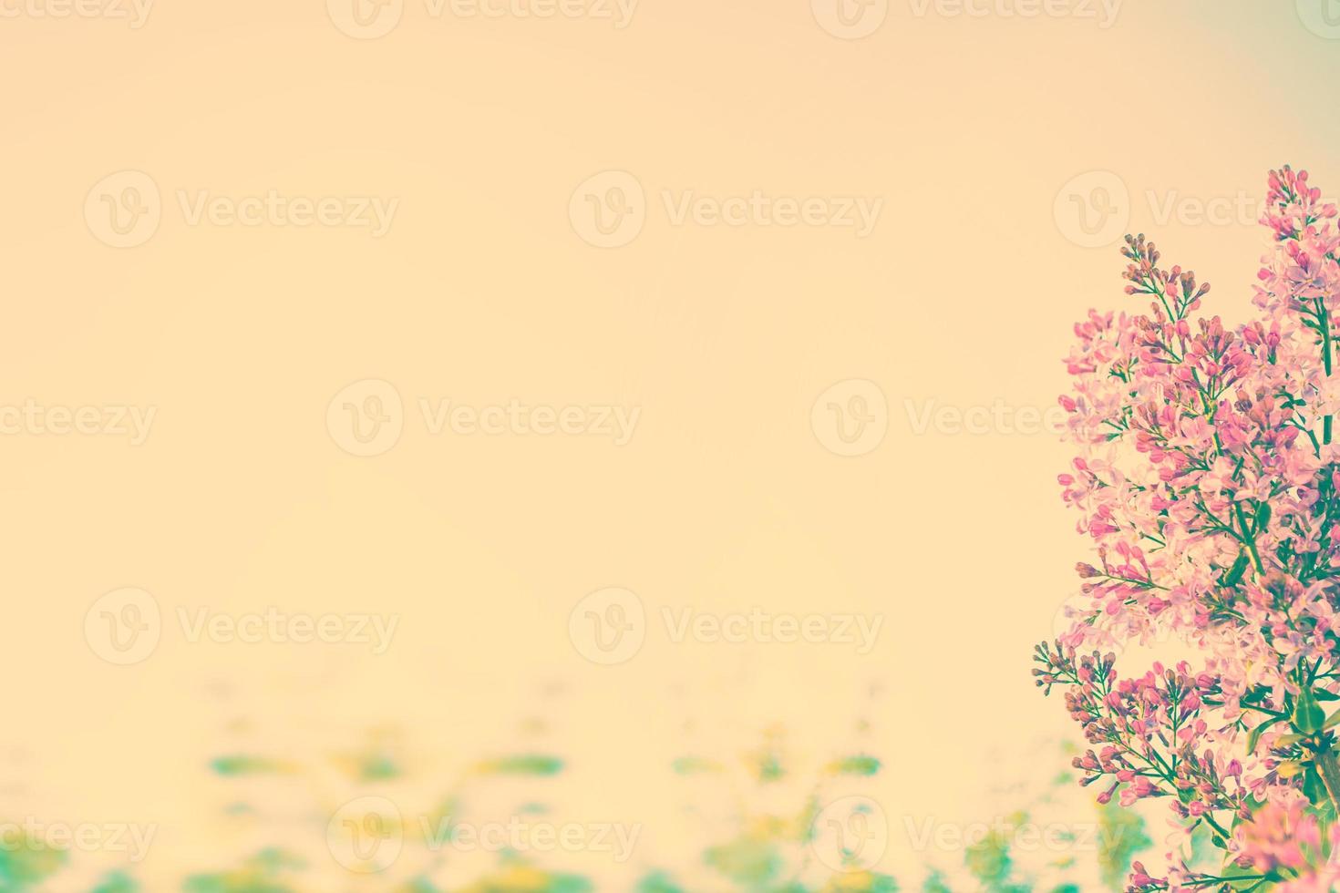 Bright and colorful flowers lilac photo