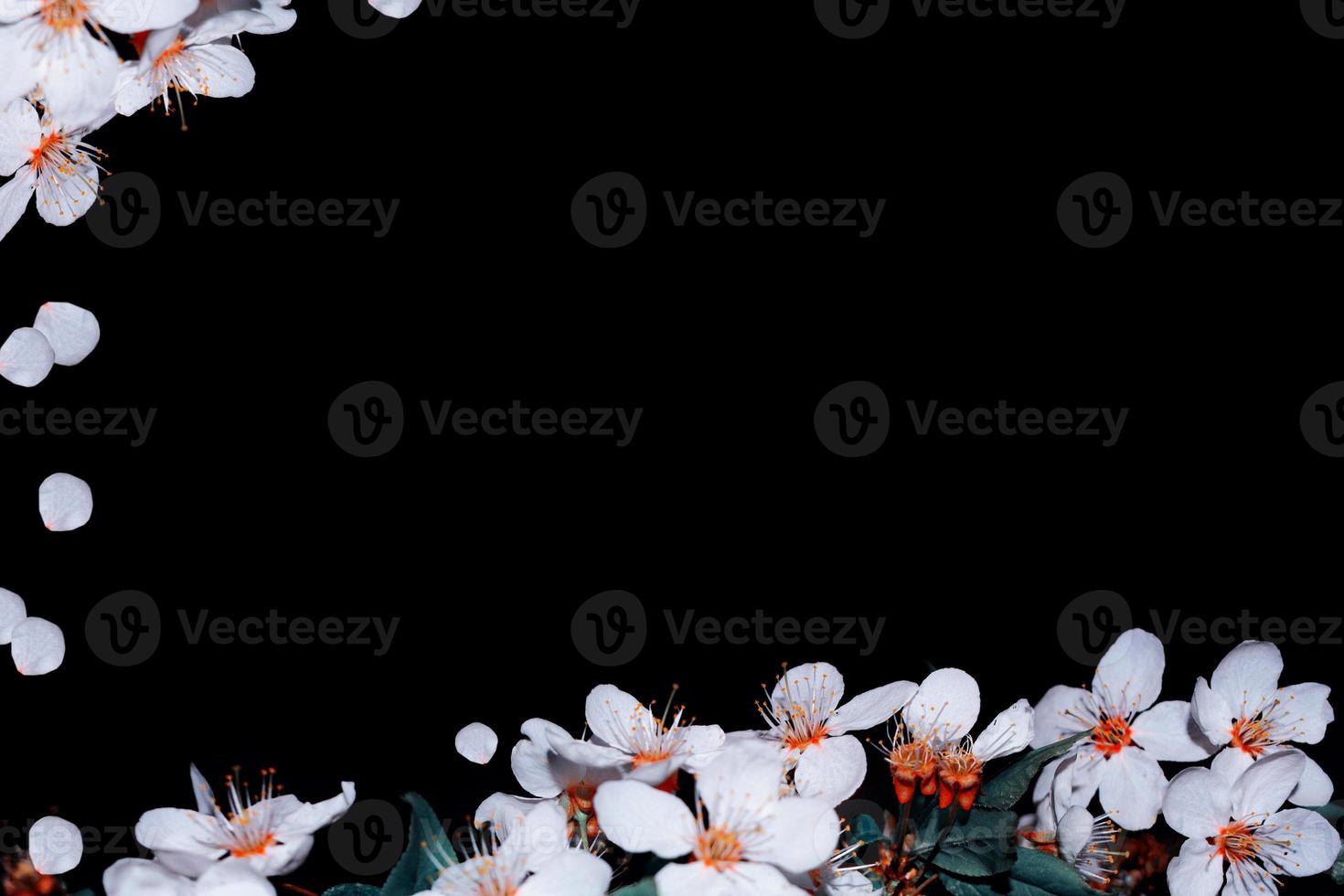 Flowering branch of cherry isolated on a black background. photo