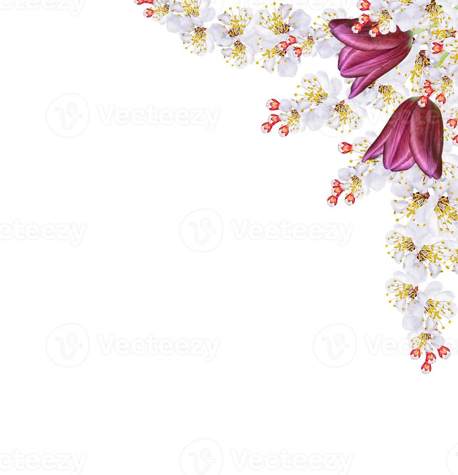 Floral background from blooming cherry and tulips. photo
