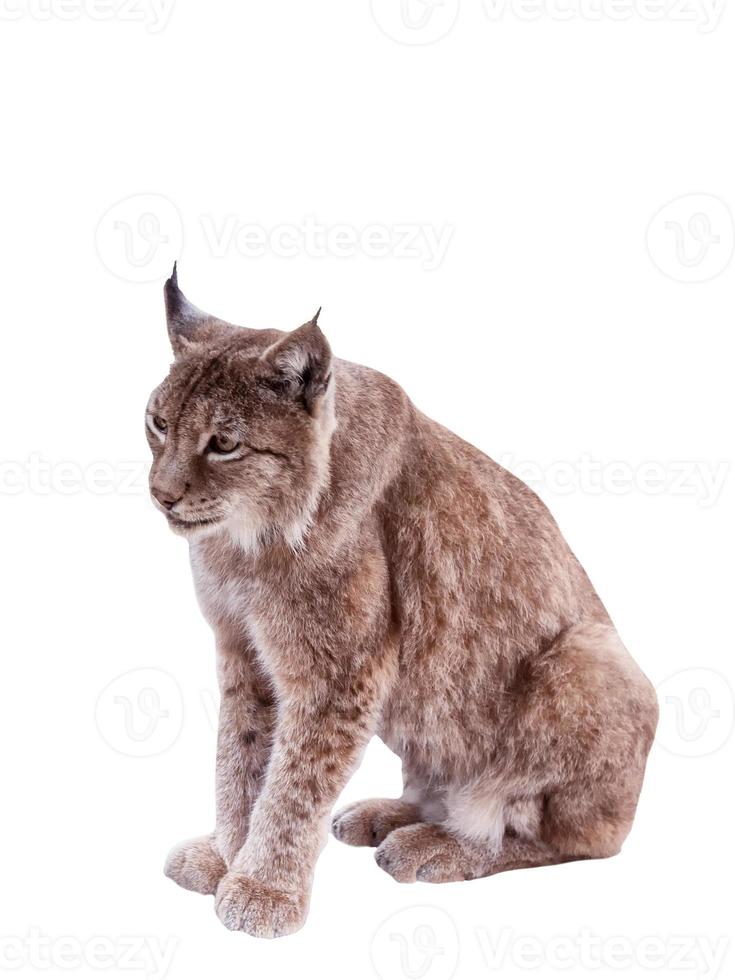 lince animal de pelo rojo foto