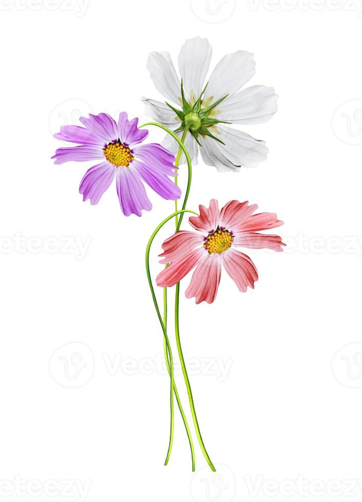 Cosmos flowers isolated on white background photo