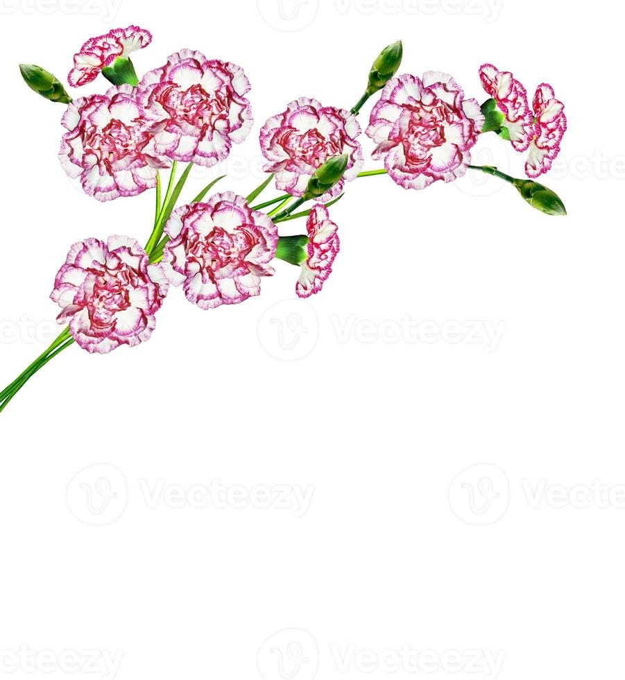 carnation flowers isolated on white background photo