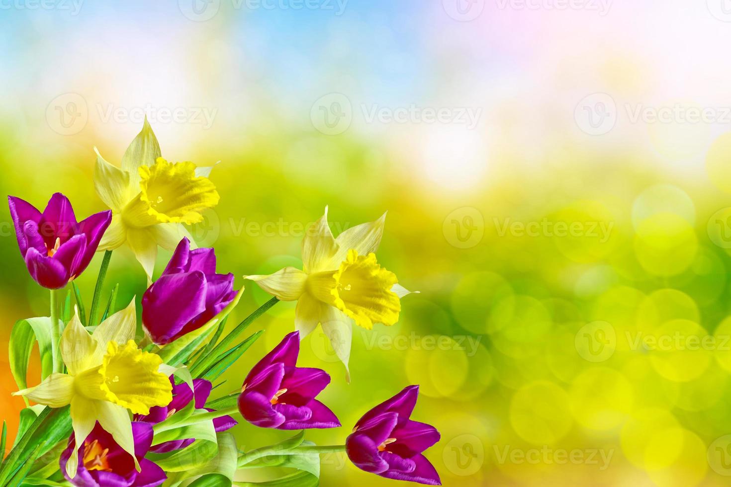 Bright and colorful spring flowers daffodils and tulips photo